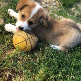 Pembroke Welsh Corgi Puppies from Lazy Z Corgi's