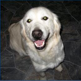 Golden Retriever adult dog