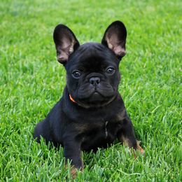 French Bulldog Puppies from Wasatchfrenchbulldogs