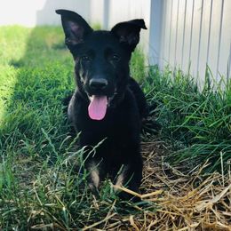 German Shepherd Puppies from Sonnenhügel Shepherds