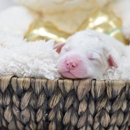 Border Collie and Bordoodle Puppies from Oregon Bordoodles