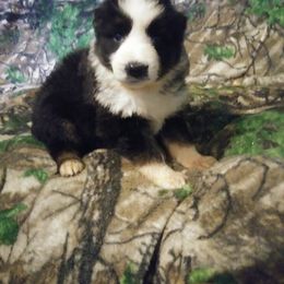 German Shepherd Puppies from Rain's Legacy German Shepherds