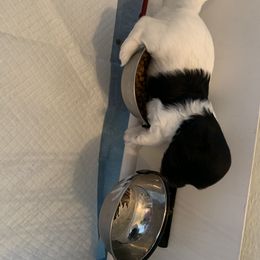 Havanese Puppies from Biscuits N Gravy Havanese