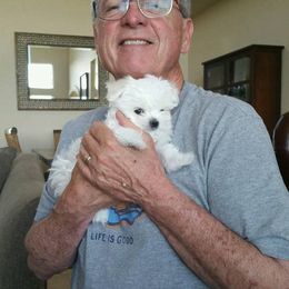 Maltese Puppies from JoDi's Maltese