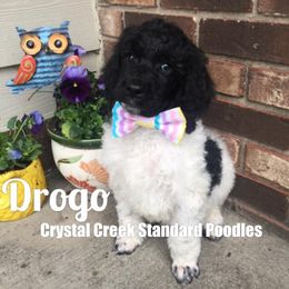 Poodle Puppies from Crystal Creek Standard Poodles