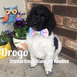 Poodle Puppies from Crystal Creek Standard Poodles