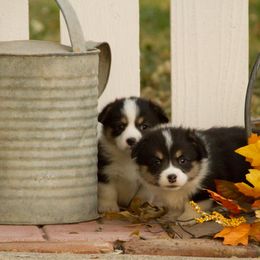 Pembroke Welsh Corgi Puppies from Half Hitch Corgis