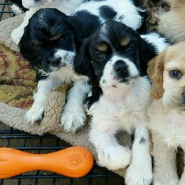 Cocker Spaniel Puppies from Gold-Coast Cockers