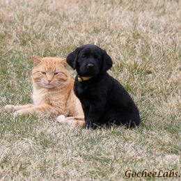 Labrador Retriever Puppies from GocheeLabs