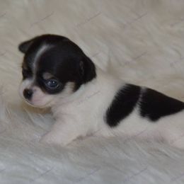 Chihuahua Puppies from BG's Chihuahua