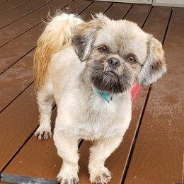 Rusti - Shih Tzu