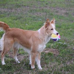 Faith - Border Collie