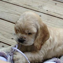 Cocker Spaniel Puppies from Lomapoint Cockers