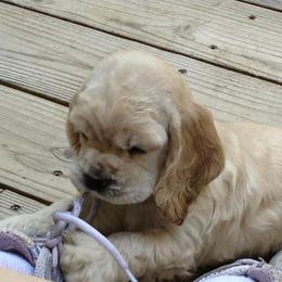 Cocker Spaniel Puppies from Lomapoint Cockers