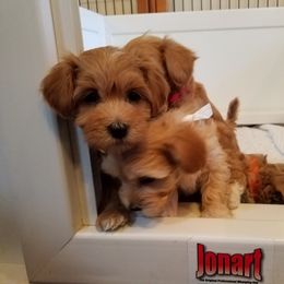 California Havanese breeder of Havanese, Bichon Frise