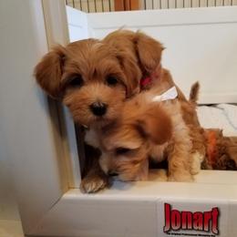 California Havanese breeder of Havanese, Bichon Frise