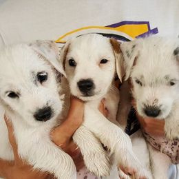 Jack Russell Terrier Puppies from Hidden Acres Working Jack Russell Terriers