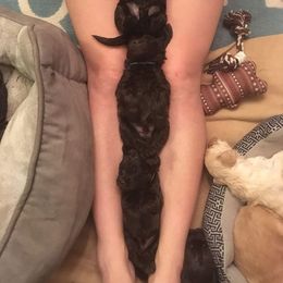 Australian Labradoodle Puppies from Prestige Australian Labradoodles