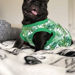 French Bulldog Puppies from Bouledogue Royal