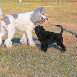 Portuguese Water Dog Puppies from Saltydawg PWDs
