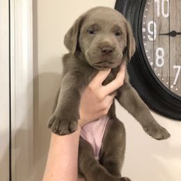 Labrador Retriever Puppies from KMC Gun Dogs
