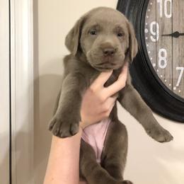 Labrador Retriever Puppies from KMC Gun Dogs