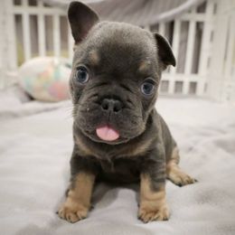 French Bulldog Puppies from French Pup