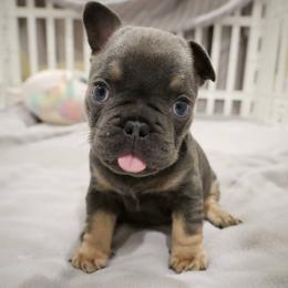 French Bulldog Puppies from French Pup