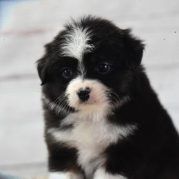 Toy Australian Shepherd Puppies from Double M Toy and Mini Aussies