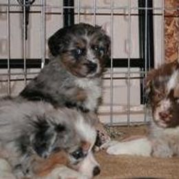 Australian Shepherd Puppies from Colockum Australian Shepherds
