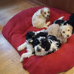 Australian Labradoodle Puppies from Bayside Labradoodles