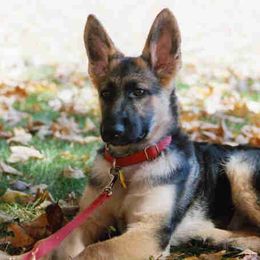 German Shepherd Puppies from Peakes Brook Shepherds