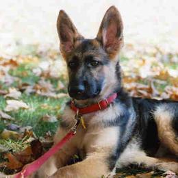 German Shepherd Puppies from Peakes Brook Shepherds
