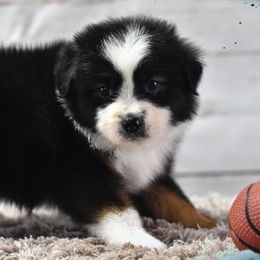 Toy Australian Shepherd Puppies from Double M Toy and Mini Aussies