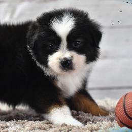 Toy Australian Shepherd Puppies from Double M Toy and Mini Aussies
