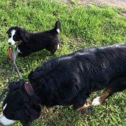  Puppies from Brooks Berner Bears