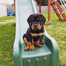 Rottweiler Puppies from Rose Red Rottweilers