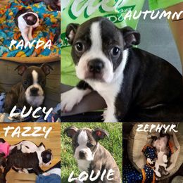 Boston Terrier Puppies from Angie's Little Bostons