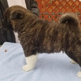 Akita Puppies from Dō-ha Akitas