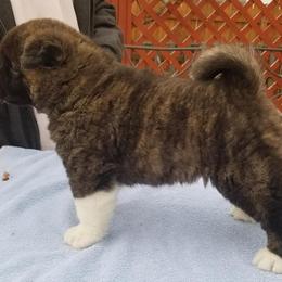 Akita Puppies from Dō-ha Akitas