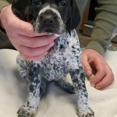 German Shorthaired Pointer Puppies from Pretty Prairie Kennel