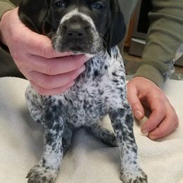 German Shorthaired Pointer Puppies from Pretty Prairie Kennel
