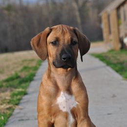 Rhodesian Ridgeback and Weimaraner Puppies from PC Farms