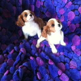 Majesty Cavalier breeder of Cavalier King Charles Spaniel