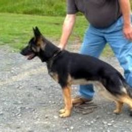 Baldou Vom Aroiser Holz - German Shepherd
