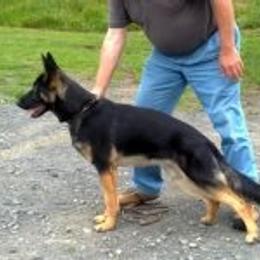 Baldou Vom Aroiser Holz - German Shepherd