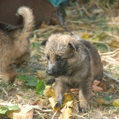 German Shepherd Puppies from Vom Kugelblitz Kennels