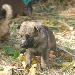 German Shepherd Puppies from Vom Kugelblitz Kennels
