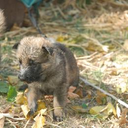 German Shepherd Puppies from Vom Kugelblitz Kennels