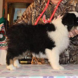 Miniature American Shepherd Puppies from Brunskills Mini Americans